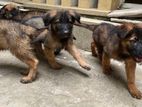 Top Class Long Double Coat German Shepherd Puppies for sale