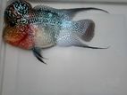 Top quality Flowerhorn