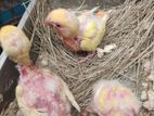 Top quality opaline baby