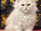 Top Quality Persian Female Cate-cleo