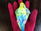 Pied Budgerigar