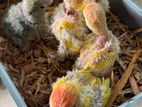Top Quality Red Head Lutino Opaline Tame Size Baby