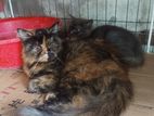 Tortoiseshell Parsian Cat Sell Hobe