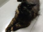 Tortuse persian female cat