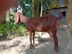 তোতা ছাগল বিক্রি