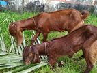 তোতা হরিয়ানা দুই টি মায়া ছাগল বিক্রি হবে