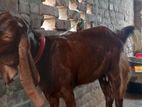 তোতা পাখি ছাগল