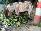 তোতা পাঠা