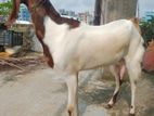 তোতা পুরি ছাগল