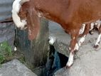 তোতাপুরি ছাগল