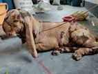 তোতাপুরি খাসি বিক্রি করা হবে