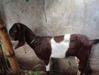তোতাপুরী ছাগল
