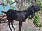 তোতাপুরী ক্রস খাসি