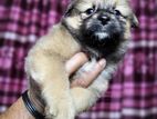 Toy Lhasa apso baby