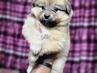 Toy Lhasa apso baby