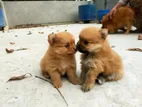 Toy Pomeranian Dog