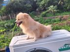Dog sell