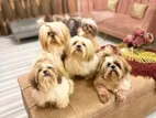 Toy Size Shihtzu Dog