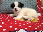 Special Toy size Mini Spitz