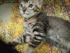 Toyger Cat ( Pure Bengal Cat)