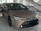 Toyota Corolla WXB Browns 2020