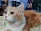 Tractional Persian Ginger