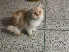 Tradational Persian Cat Female 5 Months (vaccinated)