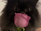 Tradditional Persian Black Cat