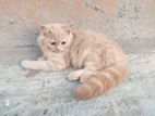 Tradesonal persian cat