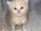 Tradetional Persian female kitten