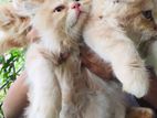 tradional persian long coat kittens male and female available