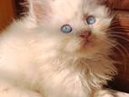 Parsian blue eyes male kitten