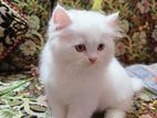 Tradition Persian male kitten