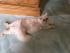 traditional adult Persian cat female