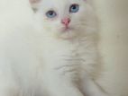 Traditional Blue Eye Male Persian Cat