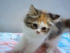 Traditional calico persian female cat