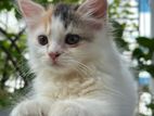 Traditional Cat For Sell