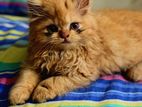 Traditional Doll Face Persian Cat