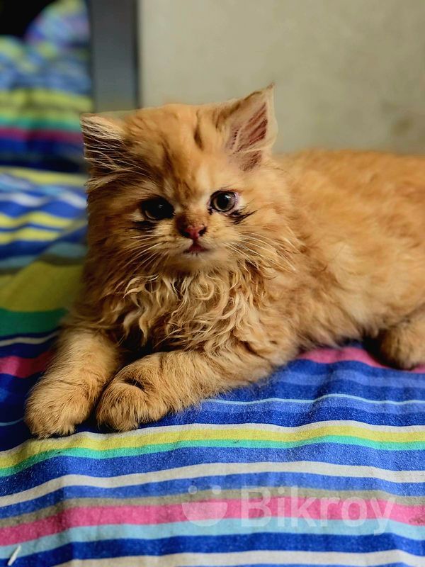 Doll Face Orange Persian Cat For Sale Doll Male Persian Cat For