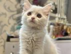 Traditional Female & Male White Persian Kittens