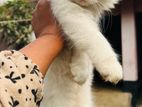 Traditional Female / Male Persian Cat