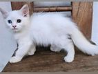 traditional female odd eye persian cat