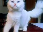 Traditional Female Persian