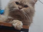 Traditional Ginger Male Cat