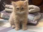 Traditional Ginger Persian Kitten