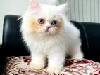 Traditional High Quality Persian