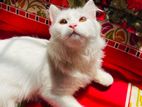 Traditional lion face Persian cat