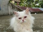 Traditional Long Coat Female Persian cat