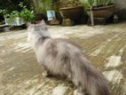 Traditional Long Coat Persian cat