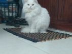 Traditional long coat persian male